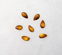 Seeds from Wagener apple